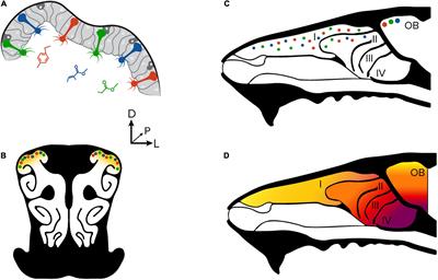 Longitudinal imaging of individual olfactory sensory neurons in situ